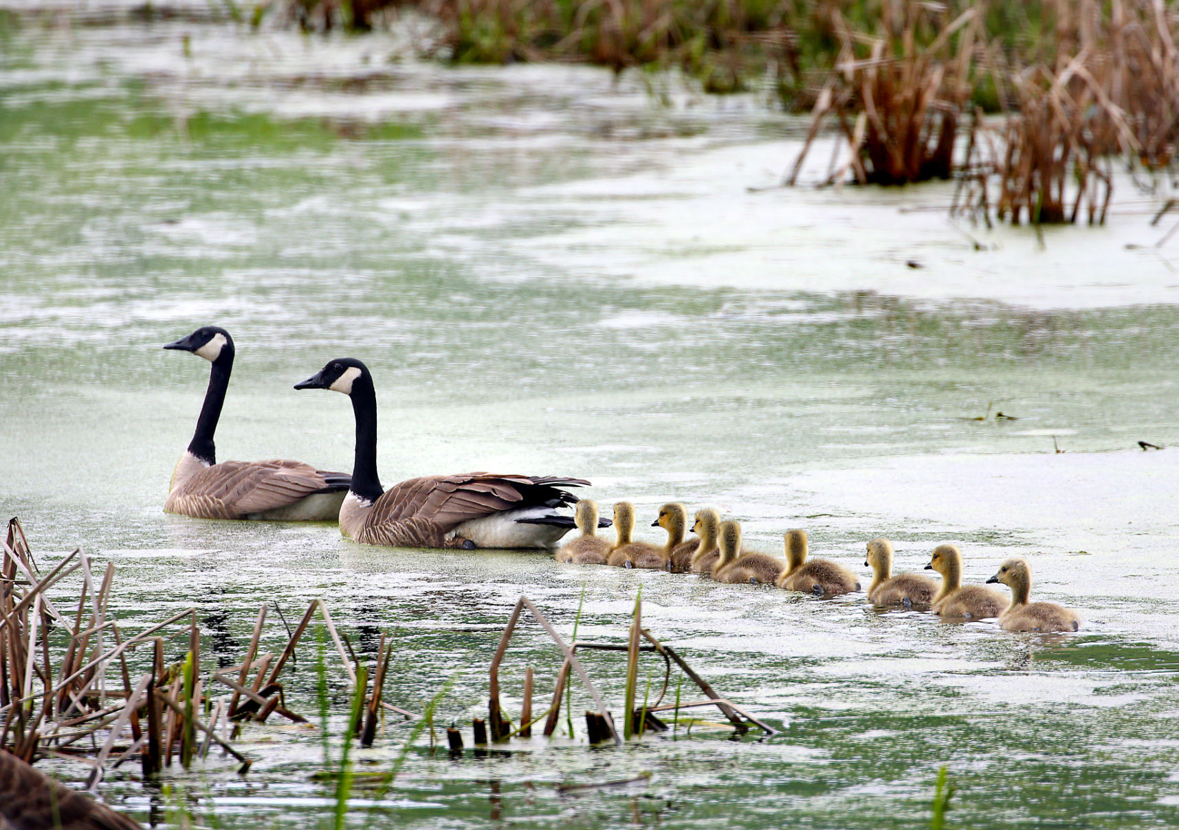 Wildlife in the La Crosse River marsh